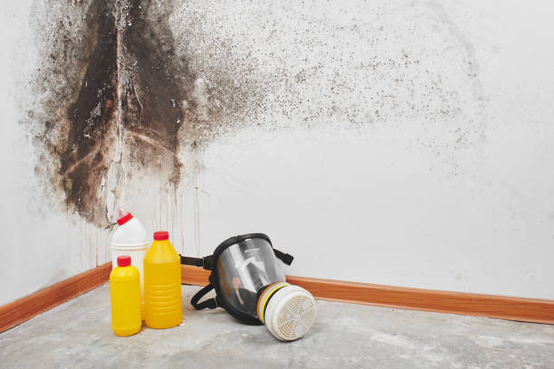 Best Residential Mold Removal  in Eastport, ME