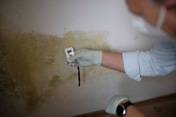 Mold Removal and Inspection in Eastport, ME